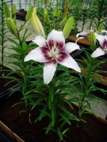 [1619 Capuchino No02.JPG]